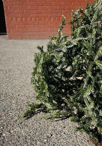 Tree, 2020