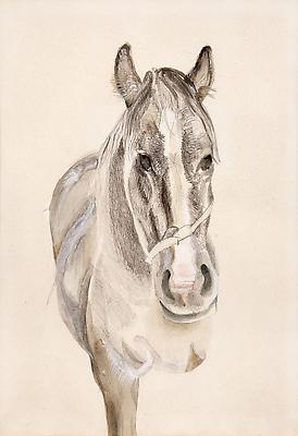 Lucian Freud, "A Filly"
1969
Pencil and watercolor on paper
13 5/8 x 9 1/2 inches (34.5 x 24 cm)
Private Collection
© The Lucian Freud Archive
Photo © Lucian Freud Archive Image