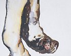 Mithu Sen Thumbnail