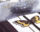 LN Tallur, Thumbnail