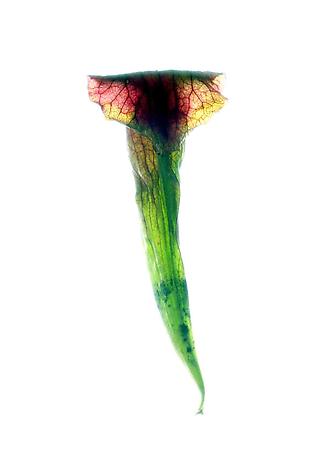 Sarracenia, The Old One 2
2010
digital c-print
113 x 85 cm incl. frame