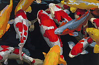 Koi 28
2013
oil on canvas
60 x 90 cm