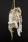 Fetish remains
2014
bone, plaster, rope and jesmonite
90 x 60 cm