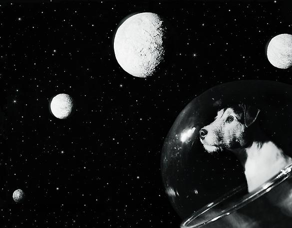 Dog in Space
2004
lambda print, dia sec
75 x 100 cm