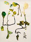 Study of leaves
2011
watercolour on paper and pressed plats
56 x 76 cm