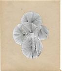 Untitled 
2013
white-out and pencil on found paper
19,5 x 23 cm